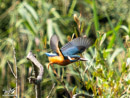 Kingfisher - Zimorodek